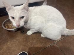Reunited Male Cat last seen Near juan balli rd,san juan,tx, San Juan, TX 78589