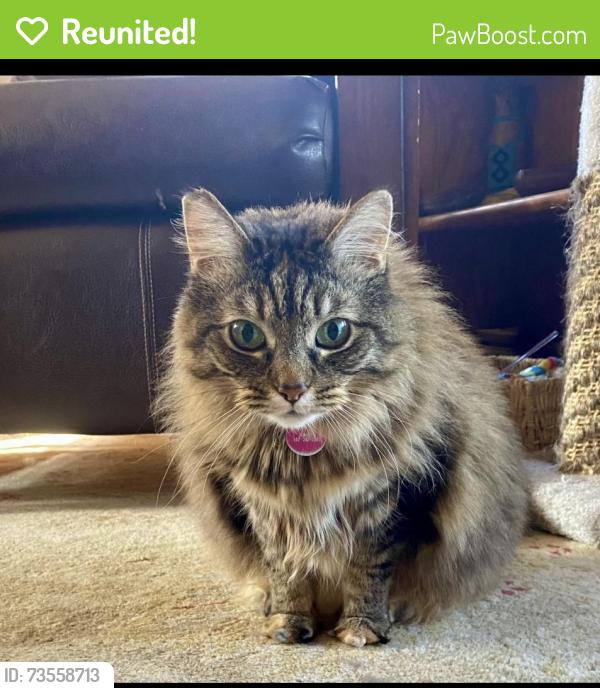Reunited Female Cat last seen Hawthorn Hill, Louisville, KY 40204