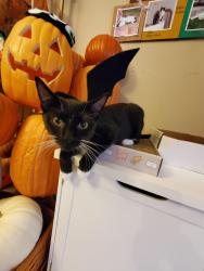 Lost Male Cat last seen rachels keep, Greensboro, NC 27407
