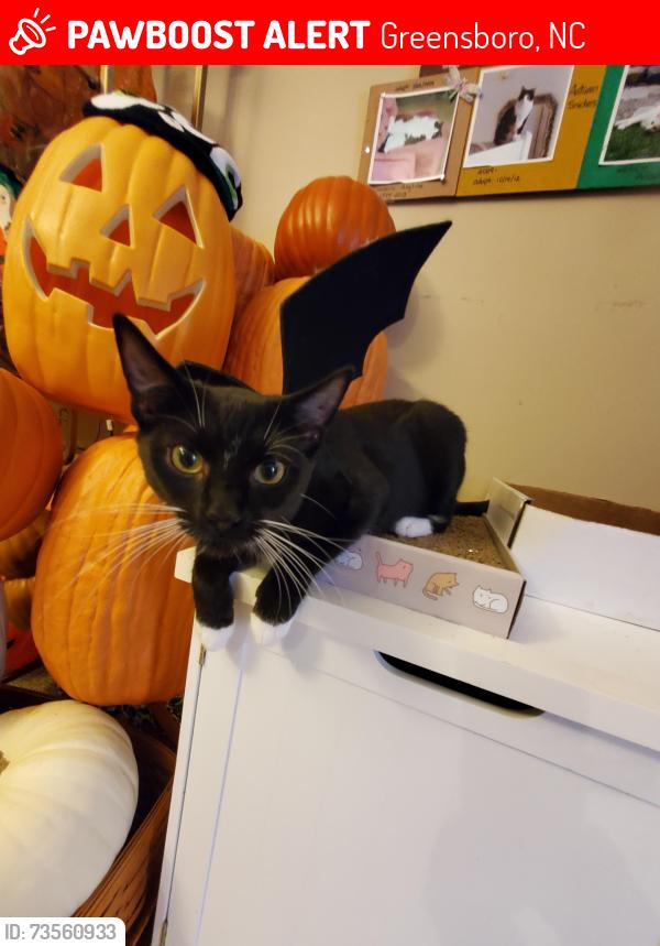 Lost Male Cat last seen rachels keep, Greensboro, NC 27407