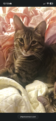 Lost Female Cat last seen Kipps lane, London, ON N5Y 1Z9