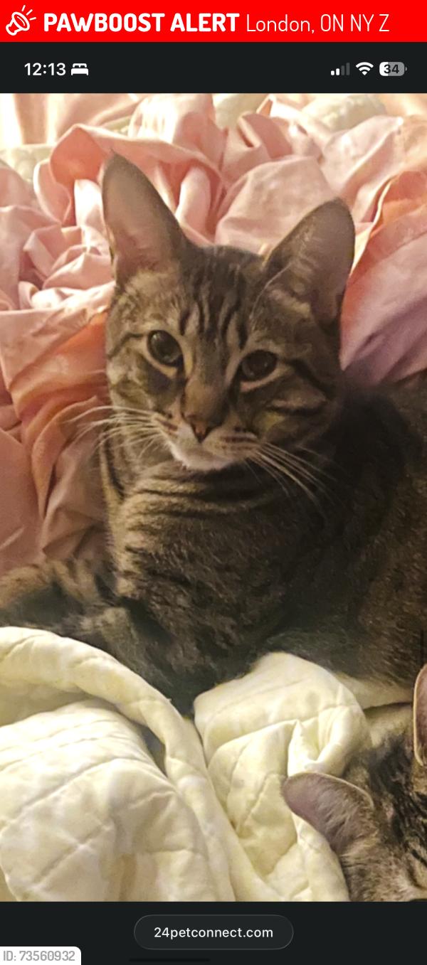 Lost Female Cat last seen Kipps lane, London, ON N5Y 1Z9