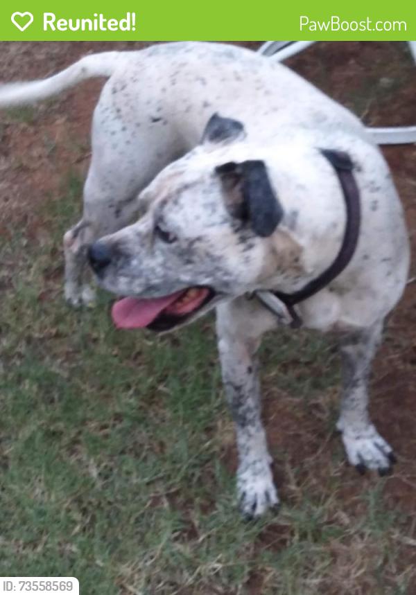 Reunited Male Dog last seen College dr and almond st., Abilene, TX 79601
