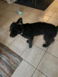 Found/Stray Female Dog last seen Haven Hill and Imperial Laakes, Mulberry, FL 33860