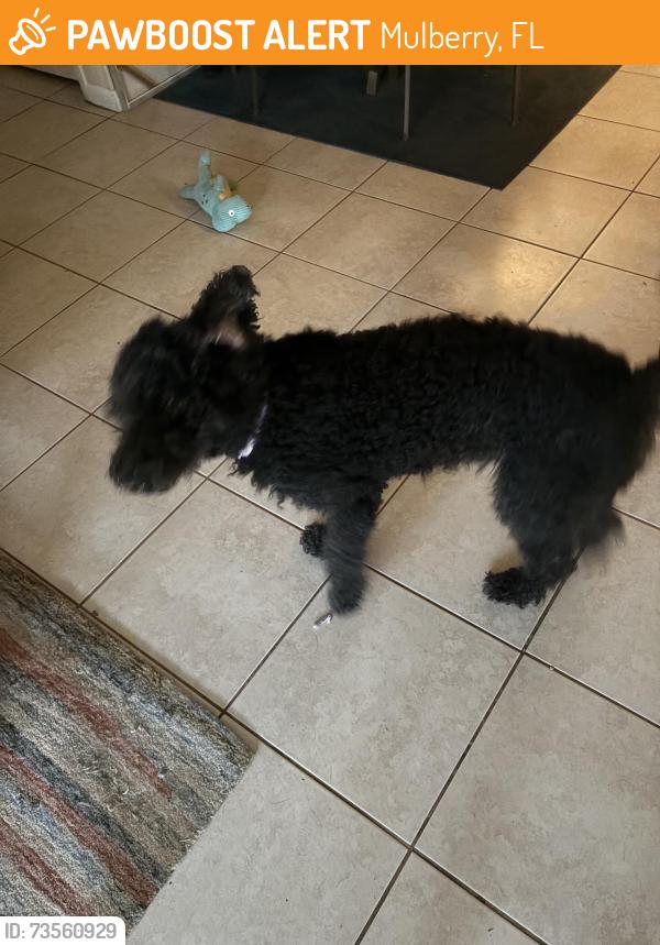 Found/Stray Female Dog last seen Haven Hill and Imperial Laakes, Mulberry, FL 33860