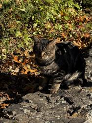Found/Stray Unknown Cat last seen Forest st, Marlborough, MA 01752