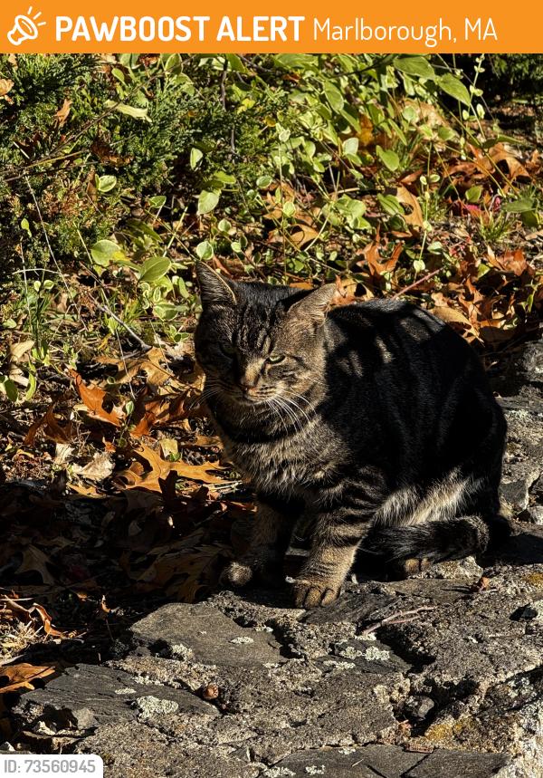 Found/Stray Unknown Cat last seen Forest st, Marlborough, MA 01752