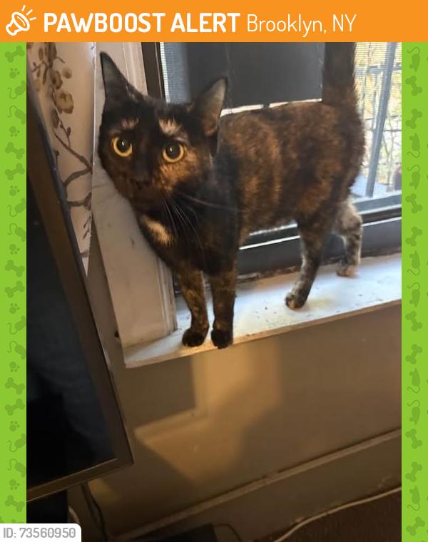Found/Stray Female Cat last seen Classon, Kent and Taffee on Myrtle Avenue, Brooklyn, NY 11205