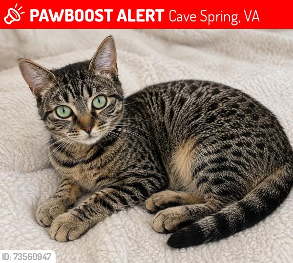 Lost Female Cat last seen Mcvitty and kirkwood, Cave Spring, VA 24018