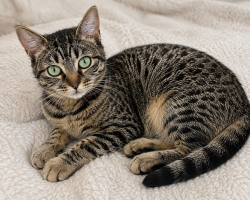 Lost Female Cat last seen Mcvitty and kirkwood, Cave Spring, VA 24018
