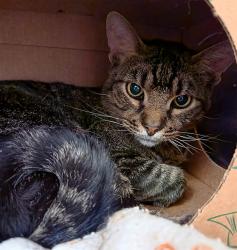 Shelter Stray Male Cat last seen Near BLOCK BRADDOCK DR/APPLETON DR,63132, 10521 Baur Blvd, Olivette, MO 63132, USA