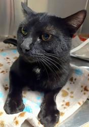 Shelter Stray Male Cat last seen HAROLD DR/BROWN RD,63134, 10521 Baur Blvd, Olivette, MO 63132, USA