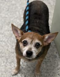Shelter Stray Male Dog last seen Near BLOCK GOULBURN DETROIT MI 48205, 1431 E Ferry St, Detroit, MI 48211, USA