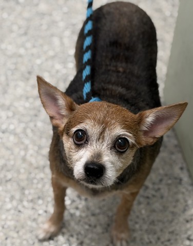 Shelter Stray Male Dog last seen Near BLOCK GOULBURN DETROIT MI 48205, 1431 E Ferry St, Detroit, MI 48211, USA