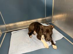 Shelter Stray Male Dog last seen Near BLOCK GOULBURN DETROIT MI 48205, 1431 E Ferry St, Detroit, MI 48211, USA
