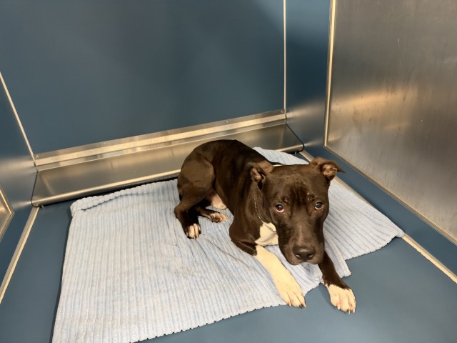Shelter Stray Male Dog last seen Near BLOCK GOULBURN DETROIT MI 48205, 1431 E Ferry St, Detroit, MI 48211, USA