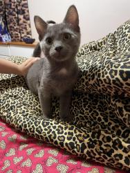 Found/Stray Male Cat last seen Lexington and county road E, Shoreview, MN 55126