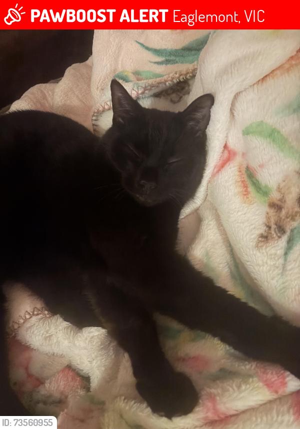 Lost Male Cat last seen Charlton Rd, Alandale Rd, Eaglemont, VIC 3084