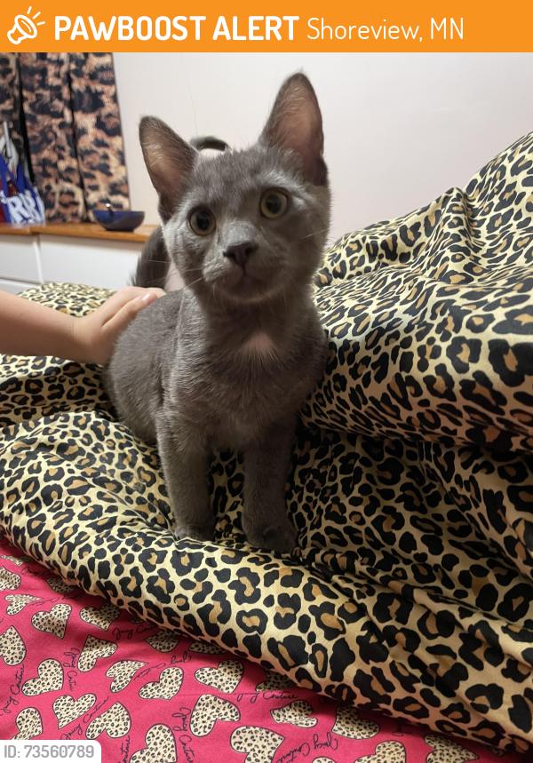 Found/Stray Male Cat last seen Lexington and county road E, Shoreview, MN 55126