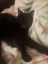 Lost Male Cat last seen Charlton Rd, Alandale Rd, Eaglemont, VIC 3084