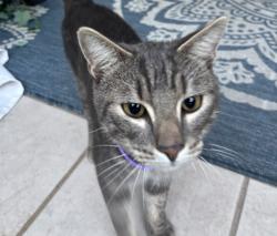 Found/Stray Male Cat last seen Waters and Hanley, Town 'n' Country, FL 33615