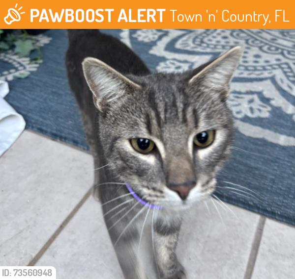 Found/Stray Male Cat last seen Waters and Hanley, Town 'n' Country, FL 33615