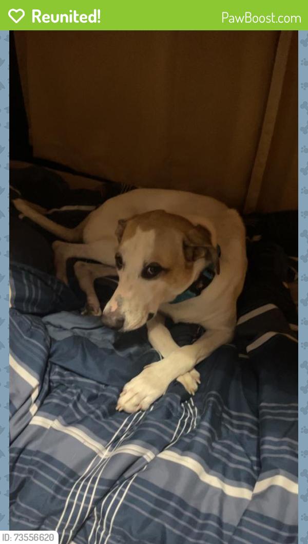 Reunited Female Dog last seen Osceola avenue/Michigan Avenue, Orlando, FL 32806