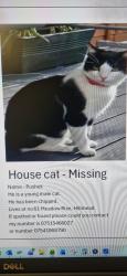 Reunited Male Cat last seen Meadow rise, Somerset, England BA4 5NU