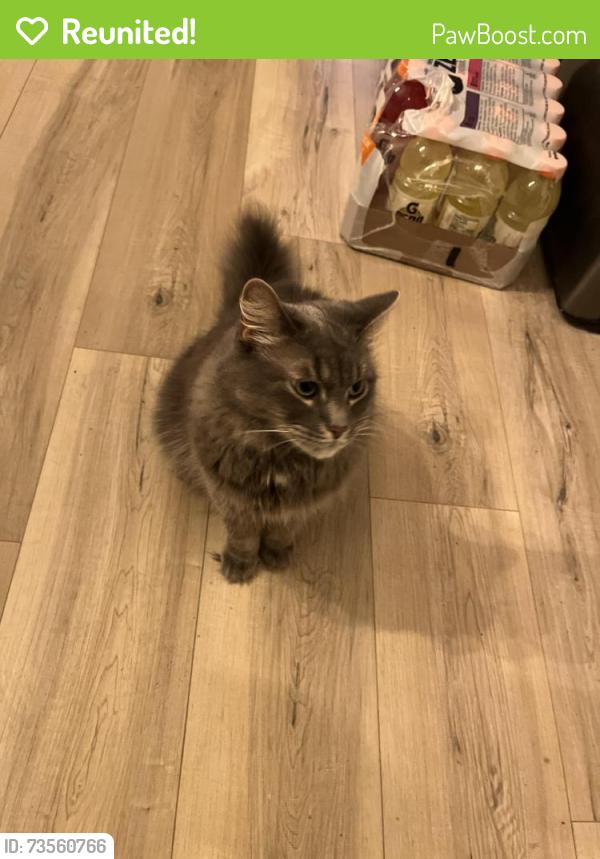 Reunited Female Cat last seen Shaw between Wentworth and Victoria, Hamilton, ON L8L 3P4