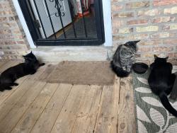Found/Stray Unknown Cat last seen Near S. Kenwood, Chicago, IL 60637