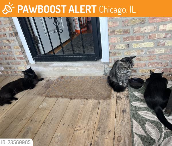 Found/Stray Unknown Cat last seen Near S. Kenwood, Chicago, IL 60637