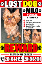 Lost Male Dog last seen La brea tar pits, Los Angeles, CA 90036