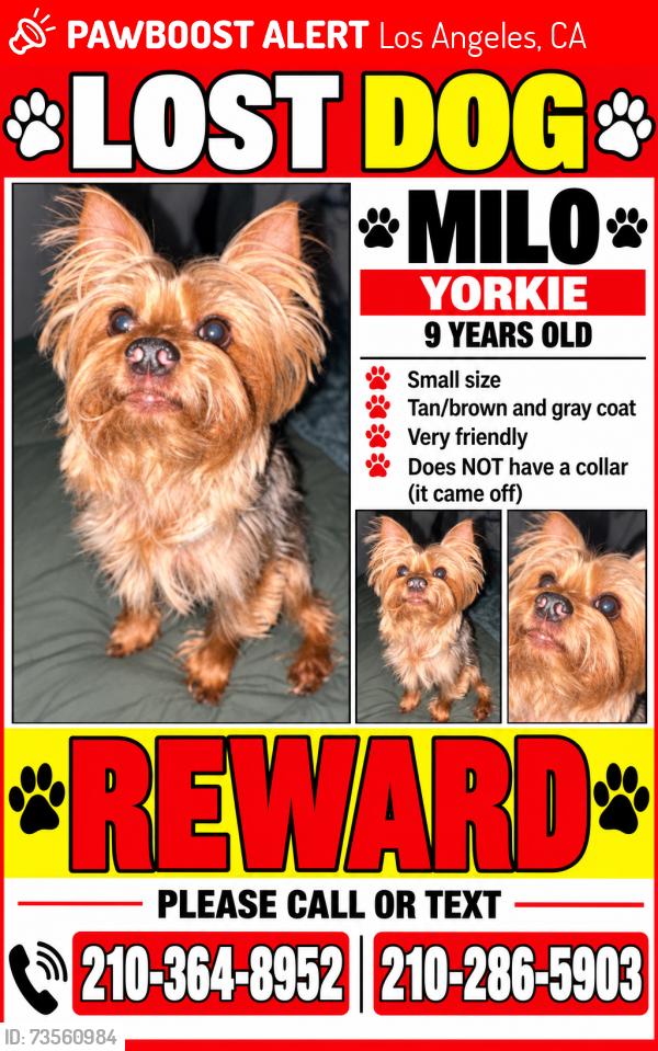 Lost Male Dog last seen La brea tar pits, Los Angeles, CA 90036