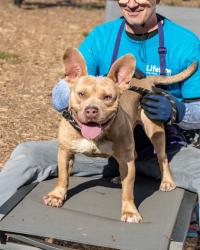 Shelter Stray Male Dog last seen Near POUNDS LANE, 30021, GA, 3280 Chamblee Dunwoody Rd, Chamblee, GA 30341, USA