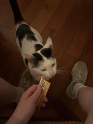 Found/Stray Male Cat last seen N Bixel and Court, Los Angeles, CA 90026