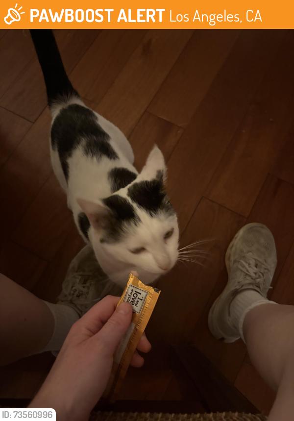 Found/Stray Male Cat last seen N Bixel and Court, Los Angeles, CA 90026