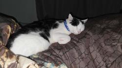 Reunited Male Cat last seen Orchid Ash St, Riverview, FL 33579