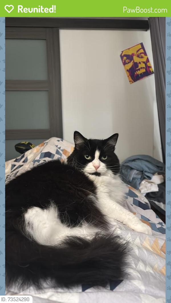 Reunited Female Cat last seen Between Highman and glenview ave, Cambridge, ON N1R 2W6