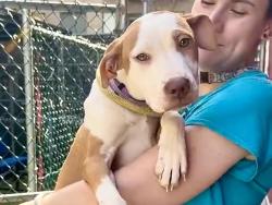 Shelter Stray Female Dog last seen Apt 5D,1465 Madison Avenue, NEW YORK, NY, 10029, 326 E 110th St, New York, NY 10029, USA