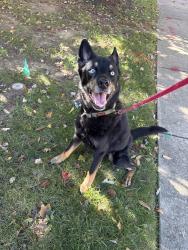 Reunited Male Dog last seen Stephens road, North Laurel, MD 20723