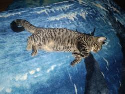 Lost Female Cat last seen New England, New England, England 