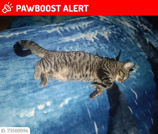 Lost Female Cat last seen New England, New England, England 