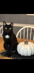 Lost Female Cat last seen Debbingon, Lincoln, Bay Village, OH 44140