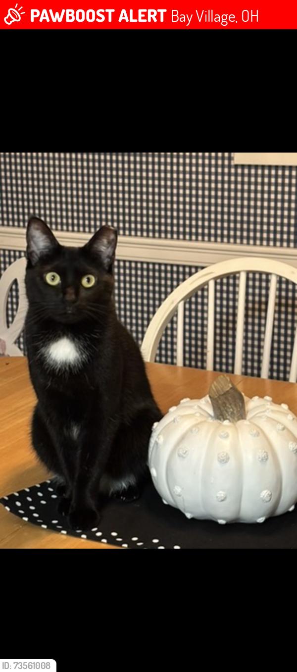 Lost Female Cat last seen Debbingon, Lincoln, Bay Village, OH 44140