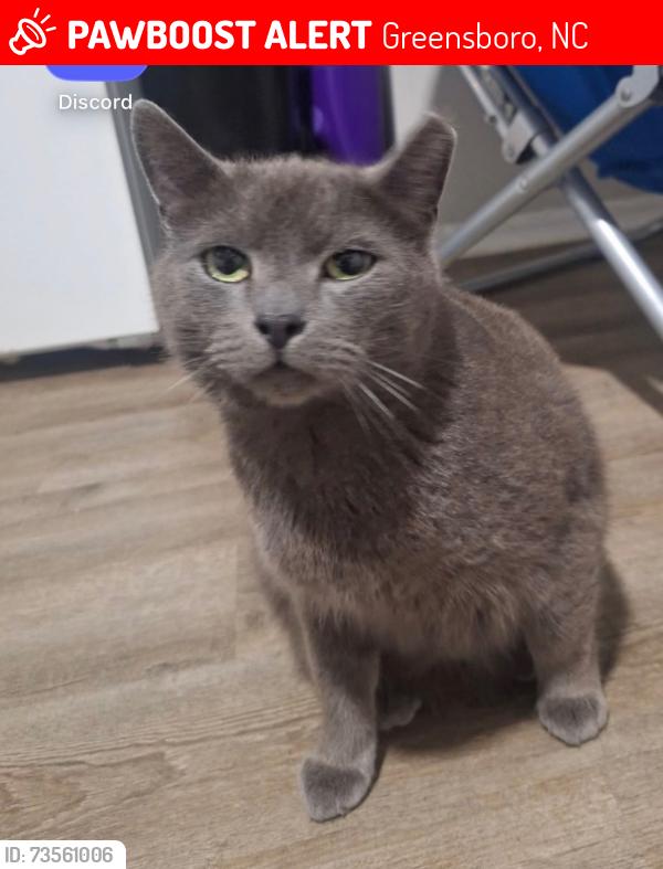Lost Male Cat last seen The corner of Dunbar and W gate city, Greensboro, NC 27401