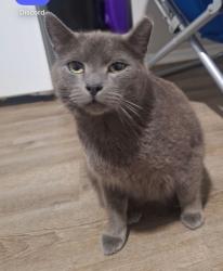 Lost Male Cat last seen The corner of Dunbar and W gate city, Greensboro, NC 27401