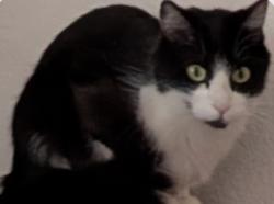 Lost Female Cat last seen Van Buren and Citrus Rd, Goodyear, AZ 85338