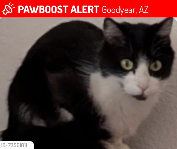 Lost Female Cat last seen Van Buren and Citrus Rd, Goodyear, AZ 85338