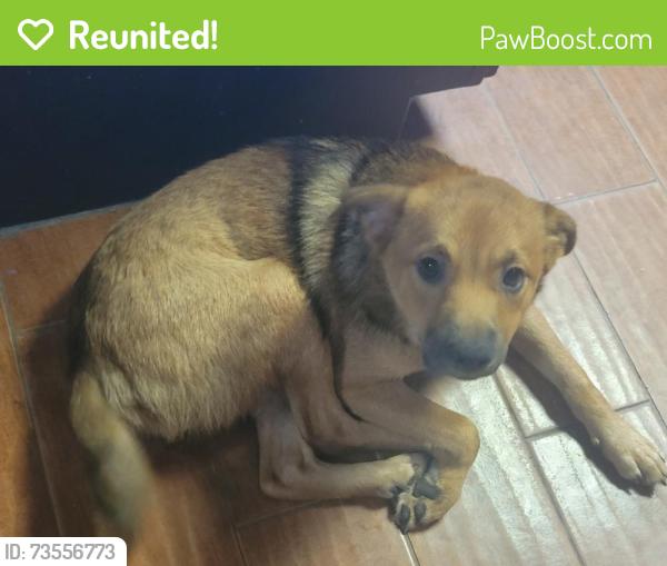 Reunited Male Dog last seen Bloomingdale West, Isleton Dr,  33594
