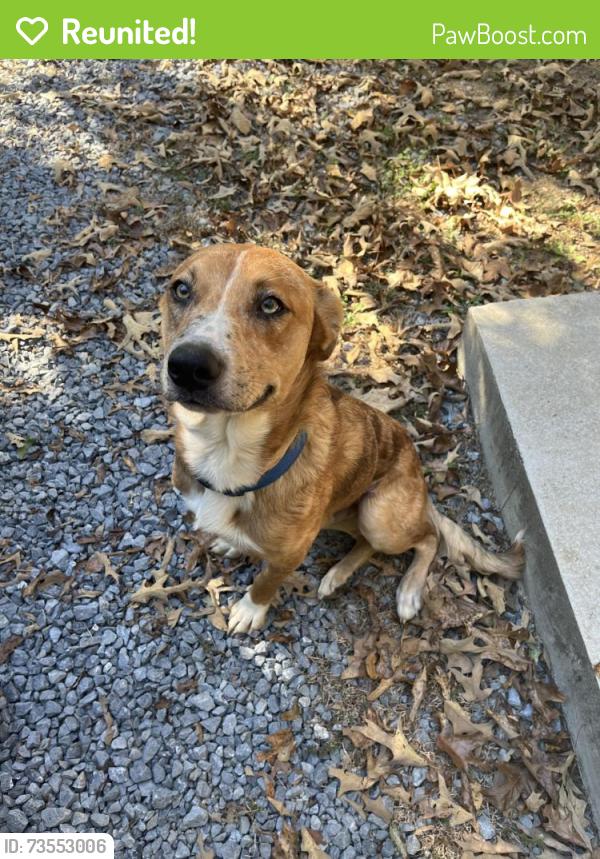 Reunited Male Dog last seen Armuchee, Armuchee, GA 30105